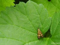 Langhornmotte [Nemophora degeerella]